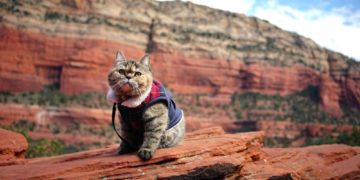 Filmclub Dokumentation: „Cat Daddies – Freunde für sieben Leben“