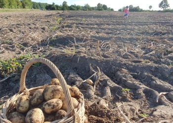 Kartoffelheldinnen: Ladies auf dem Acker