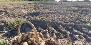 Kartoffelheldinnen: Ladies auf dem Acker