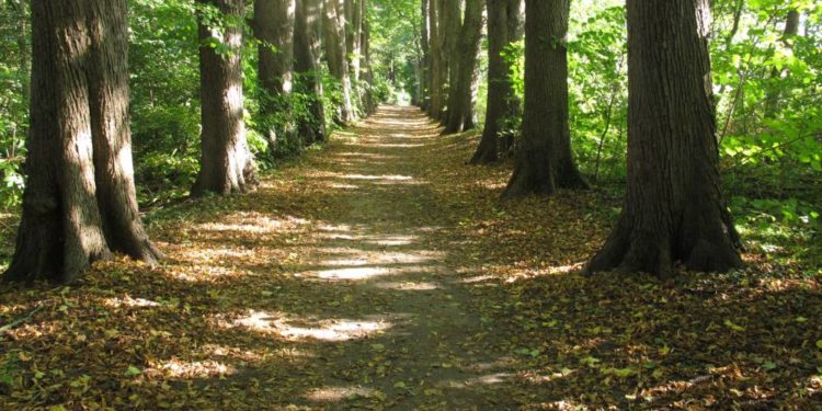 Wanderung Kirchensee Zarrentin