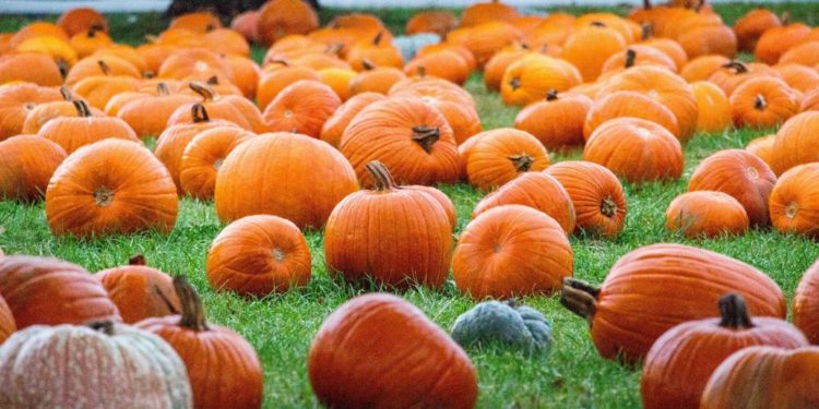 Kürbisschätzaktion des Inner Wheel Clubs