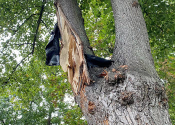 Geesthacht: Linde in der Lichterfelder Straße muss gefällt werden