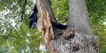 Geesthacht: Linde in der Lichterfelder Straße muss gefällt werden
