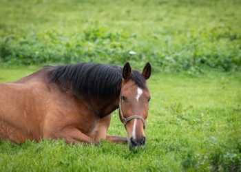 West-Nil-Virus: Erster Nachweis in Schleswig-Holstein