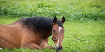 West-Nil-Virus: Erster Nachweis in Schleswig-Holstein
