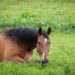 West-Nil-Virus: Erster Nachweis in Schleswig-Holstein