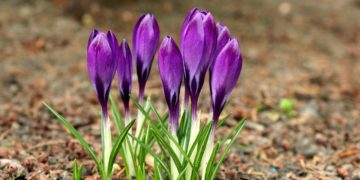 Berkenthin soll blühen