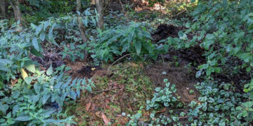 Gartenabfälle – Immer öfter wird im Knick oder Wald entsorgt