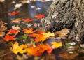 November November