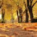Gehwege und Straßenreinigung im Herbst
