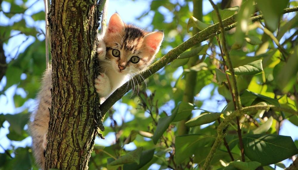 Die Verantwortung von Katzenhaltern ist gefordert