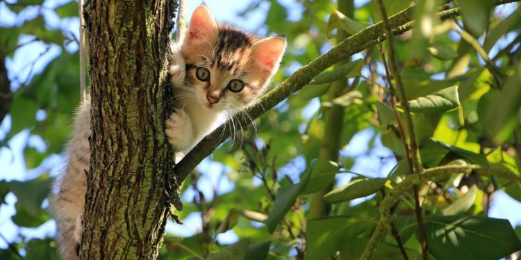 Die Verantwortung von Katzenhaltern ist gefordert