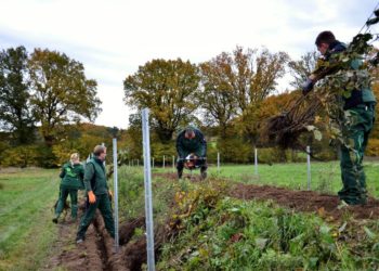 Knickschutzprogramm des Kreis Herzogtum Lauenburg