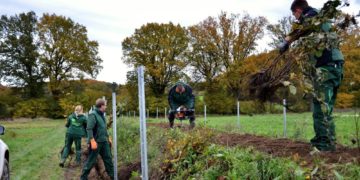 Knickschutzprogramm des Kreis Herzogtum Lauenburg