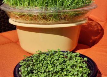 Ganzjährig Vitalstoffe mit Keimlingen, Sprossen und Microgreens