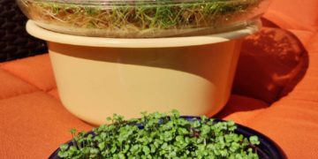 Ganzjährig Vitalstoffe mit Keimlingen, Sprossen und Microgreens