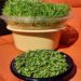 Ganzjährig Vitalstoffe mit Keimlingen, Sprossen und Microgreens