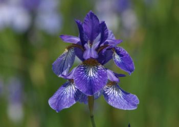 Mehr als die Blumen des Jahres