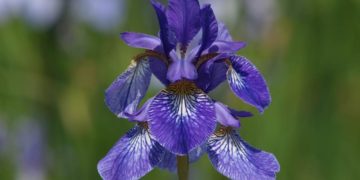 Mehr als die Blumen des Jahres