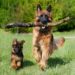 Verantwortungsvoller Umgang mit Hunden