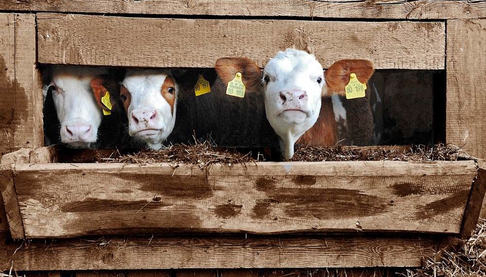 Landwirtschaft erhält Auszahlung der Direktzahlungen noch vor Jahresende
