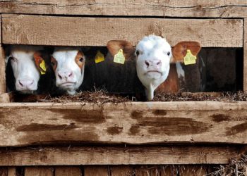 Landwirtschaft erhält Auszahlung der Direktzahlungen noch vor Jahresende