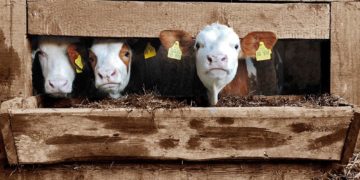 Landwirtschaft erhält Auszahlung der Direktzahlungen noch vor Jahresende