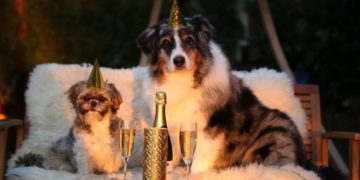 Landestierschutzbeauftragte Erdmann warnt vor Gefahren für Haus-, Nutz- und Wildtiere durch Silvesterfeuerwerk