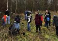 Neupflanzung im Ratzeburger Medizinwald