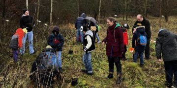 Neupflanzung im Ratzeburger Medizinwald