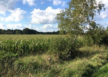 Artenschutzprüfung bestätigt GRÜNE Kritik