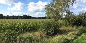 Artenschutzprüfung bestätigt GRÜNE Kritik