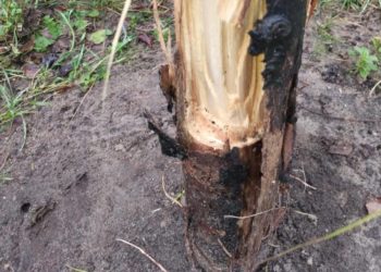 Beschädigte Winterlinde bricht nach Vandalismus ab