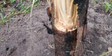 Beschädigte Winterlinde bricht nach Vandalismus ab