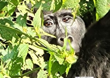 Vortrag: „Von den Berggorillas zur Küste Kenias“