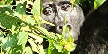 Vortrag: „Von den Berggorillas zur Küste Kenias“