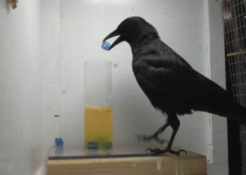 „Krähen – Die Natur beobachtet uns“