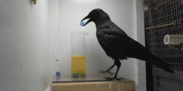 „Krähen – Die Natur beobachtet uns“