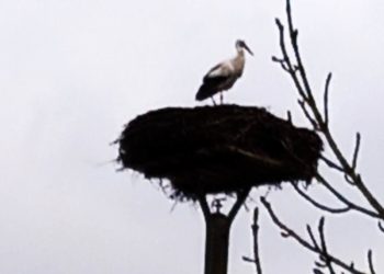 Der erste Storch ist wieder da