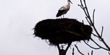 Der erste Storch ist wieder da