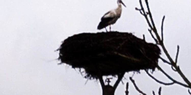 Der erste Storch ist wieder da