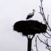 Der erste Storch ist wieder da