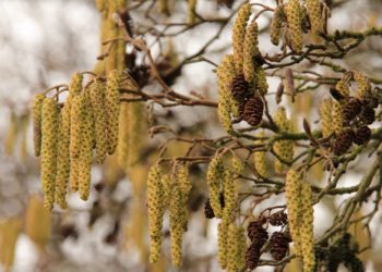Erste Haselpollen in der Luft
