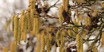 Erste Haselpollen in der Luft