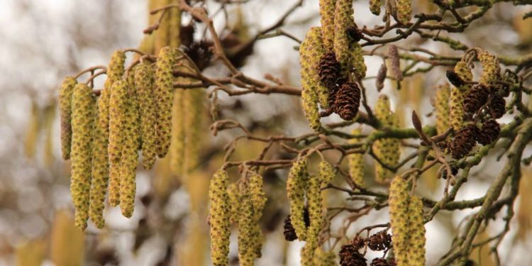 Erste Haselpollen in der Luft