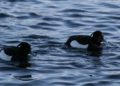 Rastende Wasservögel und trommelnde Spechte am Schaalsee