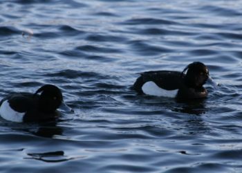 Rastende Wasservögel und trommelnde Spechte am Schaalsee