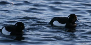 Rastende Wasservögel und trommelnde Spechte am Schaalsee