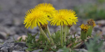 Vortrag über „Versiegelte Flächen, Schottergärten und Artenvielfalt“