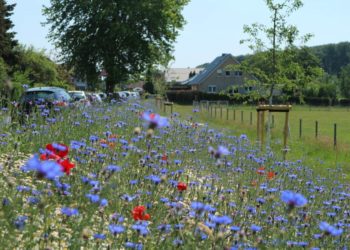 „Büchen macht Grün“ im Cafe´ in der Priesterkate